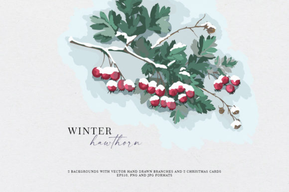 Winter Hawthorn Illustrations for Modern Web Design